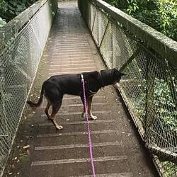 Gaïa n'aime pas les ponts 😂