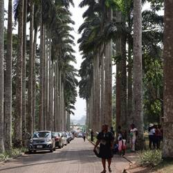 Die Palmenallee der Aburi-Gärten