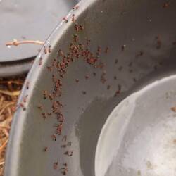 Die Ameisen sind wirklich schnell - Ich war gerade fertig mit Essen