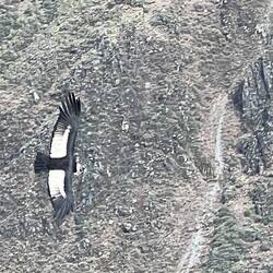 Kondor über Colca-Tal