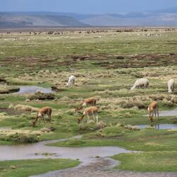 Alpacas und Guanacos