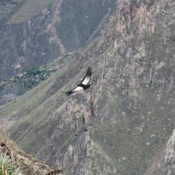 El Condor Pasa