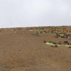 Die Alpacas (rechts) haben wir erschrecket