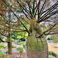 Botanical Garden Geelong