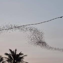 Wie eine dichte Wolke fliegen die Fledermäuse los