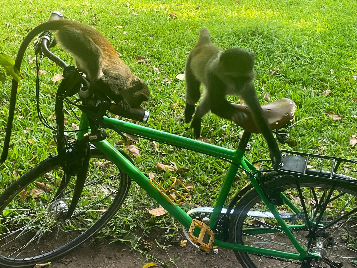 die Galagos finden mein Fahrrad toll
