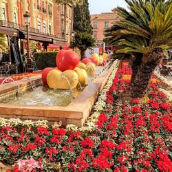 Winterliche Blütenpracht 👍