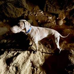 Wotan geht immer voran, auch in diese Höhle