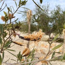 Samen des Oleanders