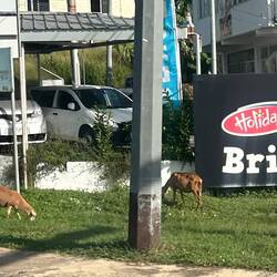 Sheep graze in the streets during the day and then go home