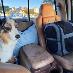 Animals are loaded up