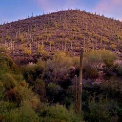 Outside view - a Saguara cacti forest - so sureal