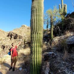 Saguaro cactus 🌵 what a desert giant