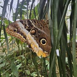 Inside the butterfly enclosure behind El Jardin.
