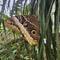 Inside the butterfly enclosure behind El Jardin.