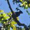 We heard this toucan for many minutes before Aaron found it with the binoculars!