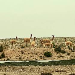 Vicunas in freier Wildbahn