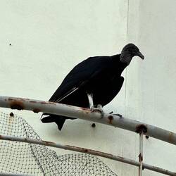 Auch Geier sitzen am Strand herum