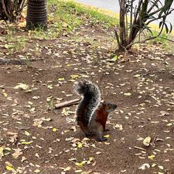 Bettler leben sonst eher im Zentrum - der Nager versucht es etwas ausserhalb, hübsches Kerlchen und