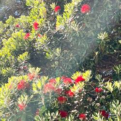 Ein blühender Pohohutukawa Baum