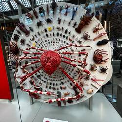 This Japanese Spider crab is 4 m across (claw to claw)