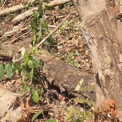 Baumfäller am Werk. Der Kenner achte bitte auf die Schnittflächen!