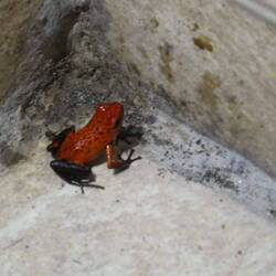 Pfeilgiftfrosch im Bad