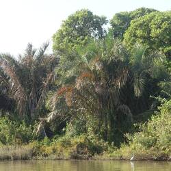 Ein Reiher vor dem Dschungel der Insel