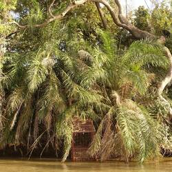 Hier sieht man einen der Käfige, mit denen die Schimpansen 1978 wiederangesiedelt wurden