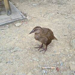 Guckt nicht nur frech, ist es auch: die gewitzten Wekas