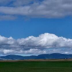 NZ North Island country side
