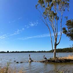 Brillenpelikane 🤩