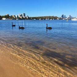 Was gehört zum Swan River?! 🦢🖤🦢🖤🦢🖤