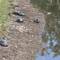 Turtles by our hotel