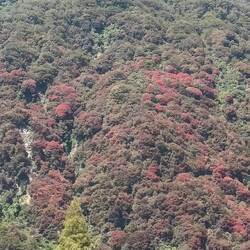 blühende Pohutakawa- Bäume (neuseeländische Weihnachtsbäume)