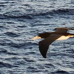Brown Booby patrolling the wake, looking for fish