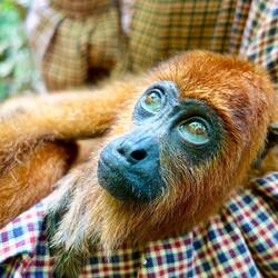 Baba, singe hurleur adulte