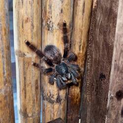 Simone, qui a fait son nid dans la cuisine