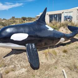 Orcas haben hier eine ganz spezielle Jagdtechnik (einzigartig auf der Welt!)