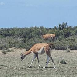 Guanacos