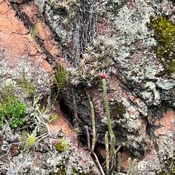 Blühender Kaktus und Flechten bei Pisac