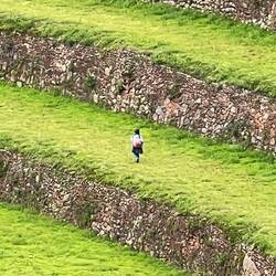 Indio-Frau auf Terrasse bei Pisac