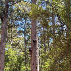 Den Baum kann man besteigen