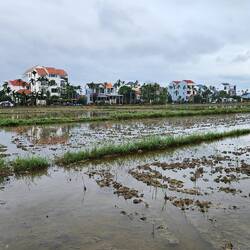 Hoi An rice fields