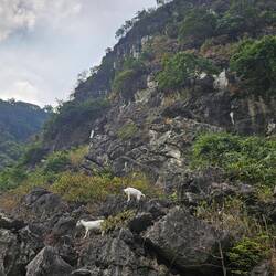 Mountain goats are a common sight and food