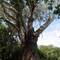 Onder de eucalyptus