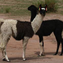 Alpacas.