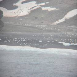 Das sind alles Pinguine