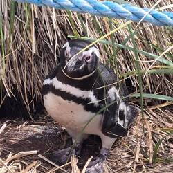 Magellan-Pinguin