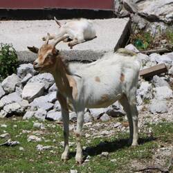 Echte Ziege :)